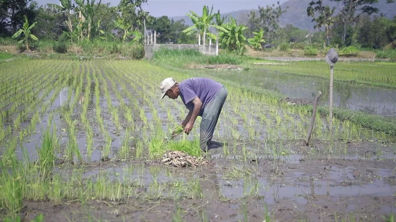 Awas Aji Mumpung, Penghapusan Utang Petani dan Nelayan Bikin Rugi Bank