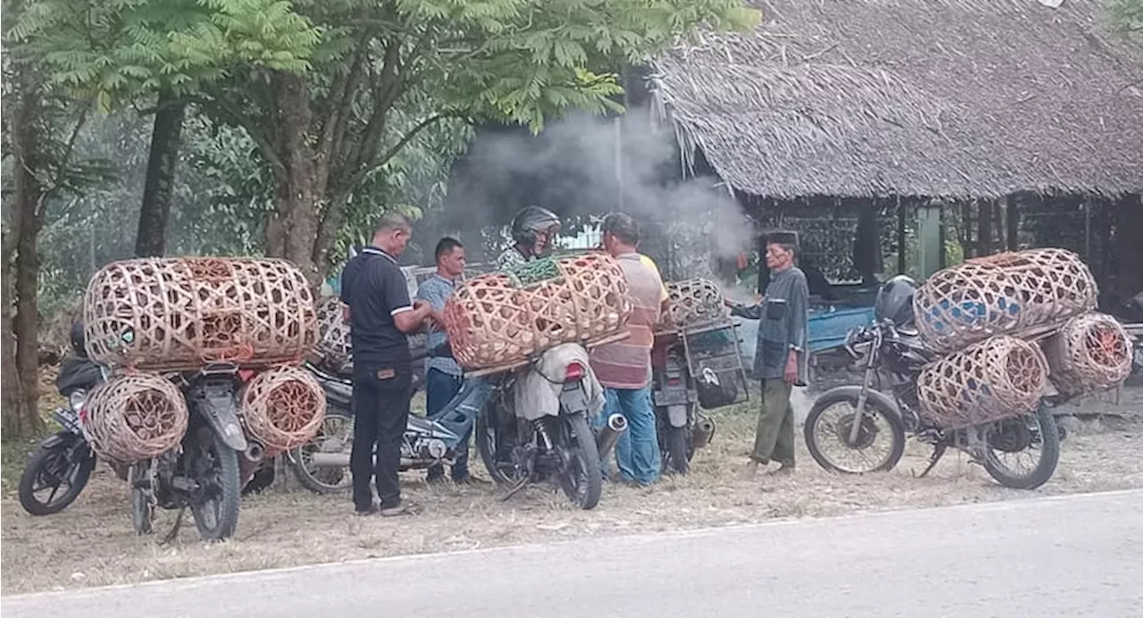 Musim Maulid Pengaruhi Permintaan Ayam Kampung Di Aceh