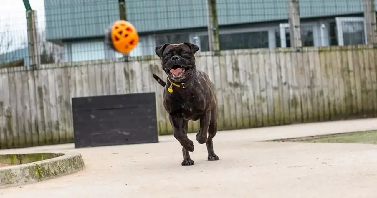 Meet the 13 adorable dogs looking for a new home in Greater Manchester