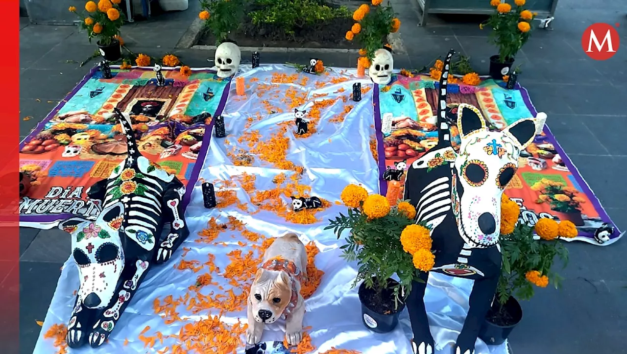 En Tampico las mascotas también tienen su altar; dedican ofrenda a 'lomitos' en situación de calle