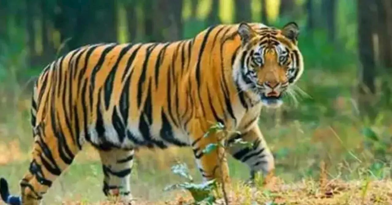 Tiger Reserves: छत्तीसगढ़ के टाइगर रिजर्व में सुनाई देगी एमपी के बाघों की दहाड़! इस अभयारण्य में छोड़ी जाएंगी दो बाघिन