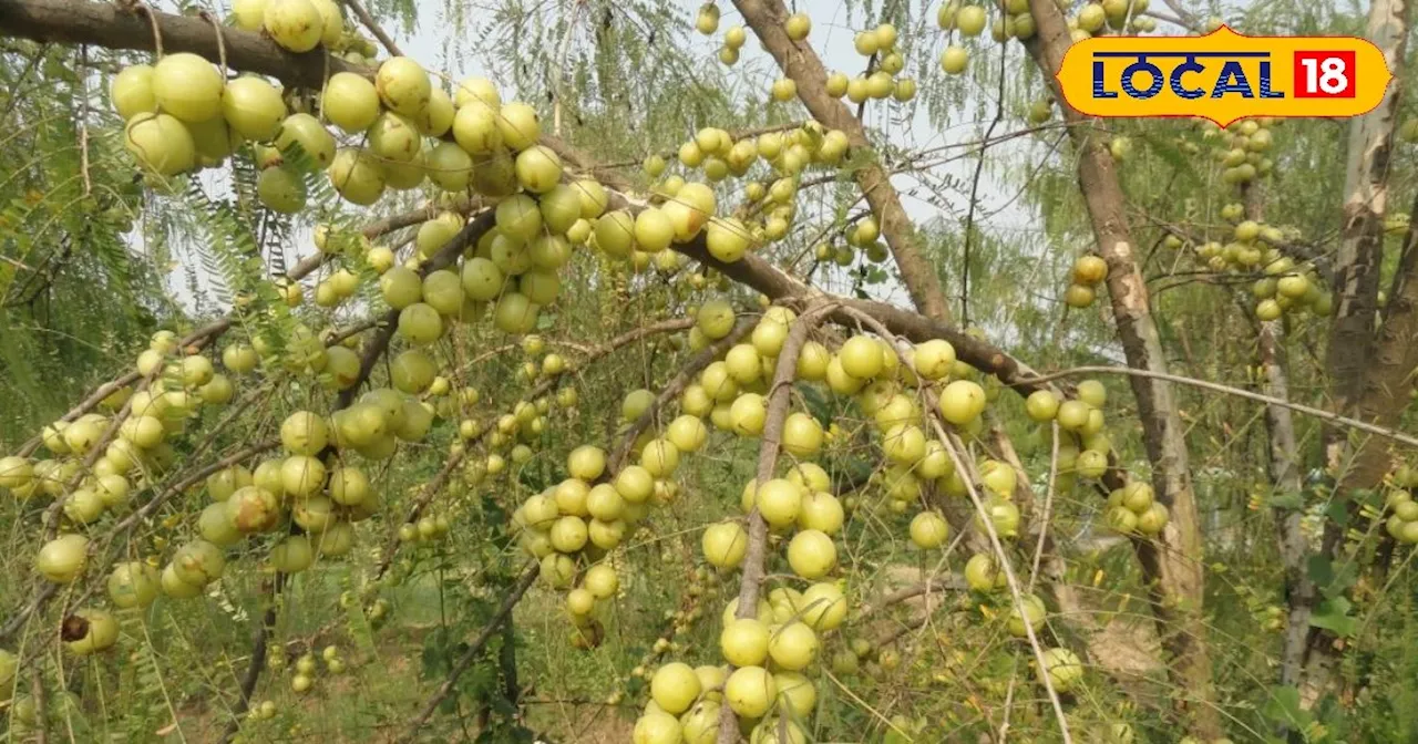 आंवला के ये गुण जान आज से शुरू कर देंगे इसका सेवन, कई बीमारियों के लिए है संजीवनी