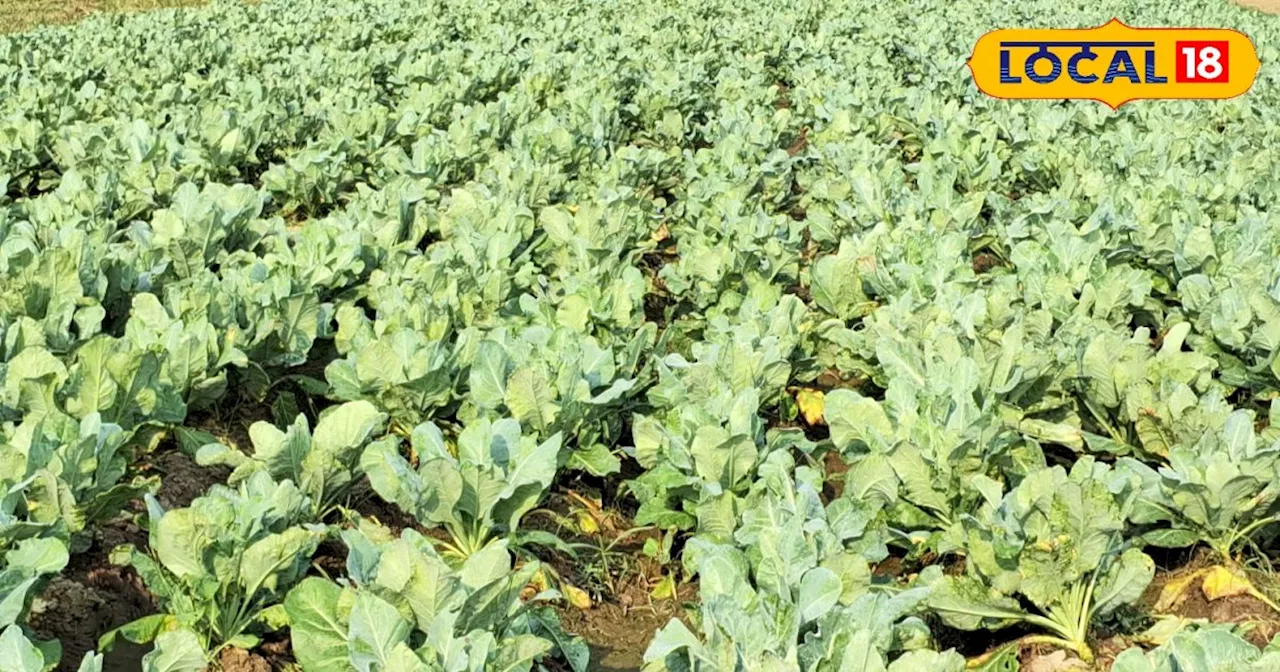 Cauliflower farming: फूलगोभी की खेती से हो रही है बेहतर आय, किसान अपनाएं ये तरीका