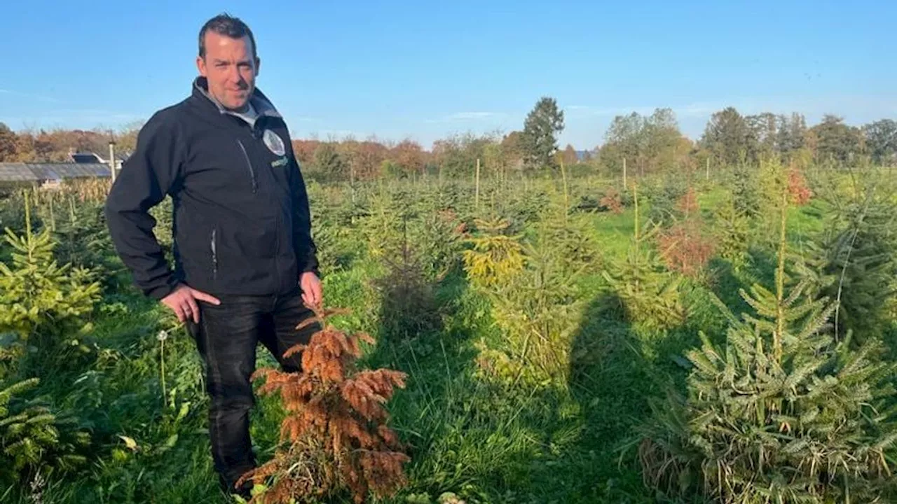 Brabantse kwekers zien kerstbomen doodgaan door regen: 'Dit doet pijn'