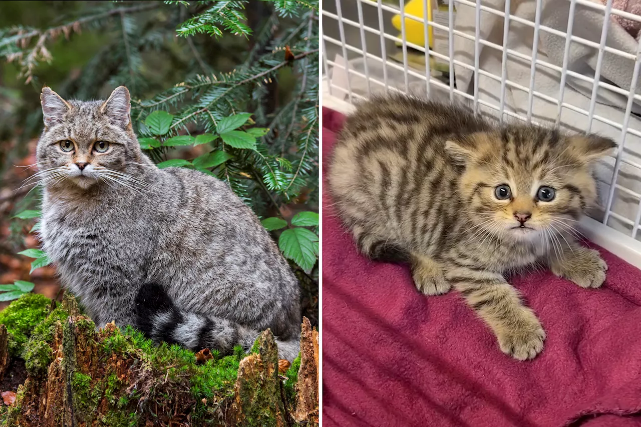 Animal shelter gets unpleasant surprise after seemingly abandoned kitten turns out to be aggressive wildcat