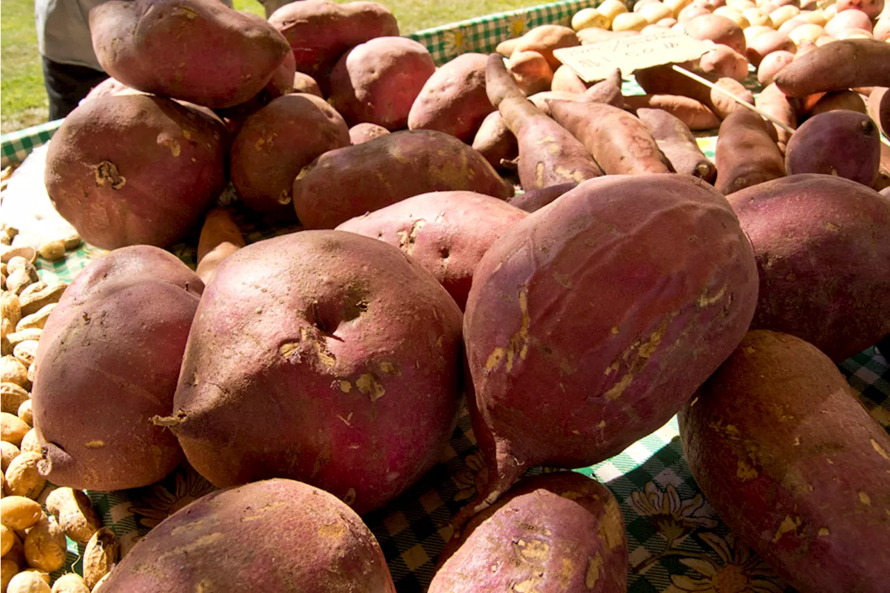 Time Is Ripe: Most ‘yams’ in East Bay, U.S. are really just sweet potatoes