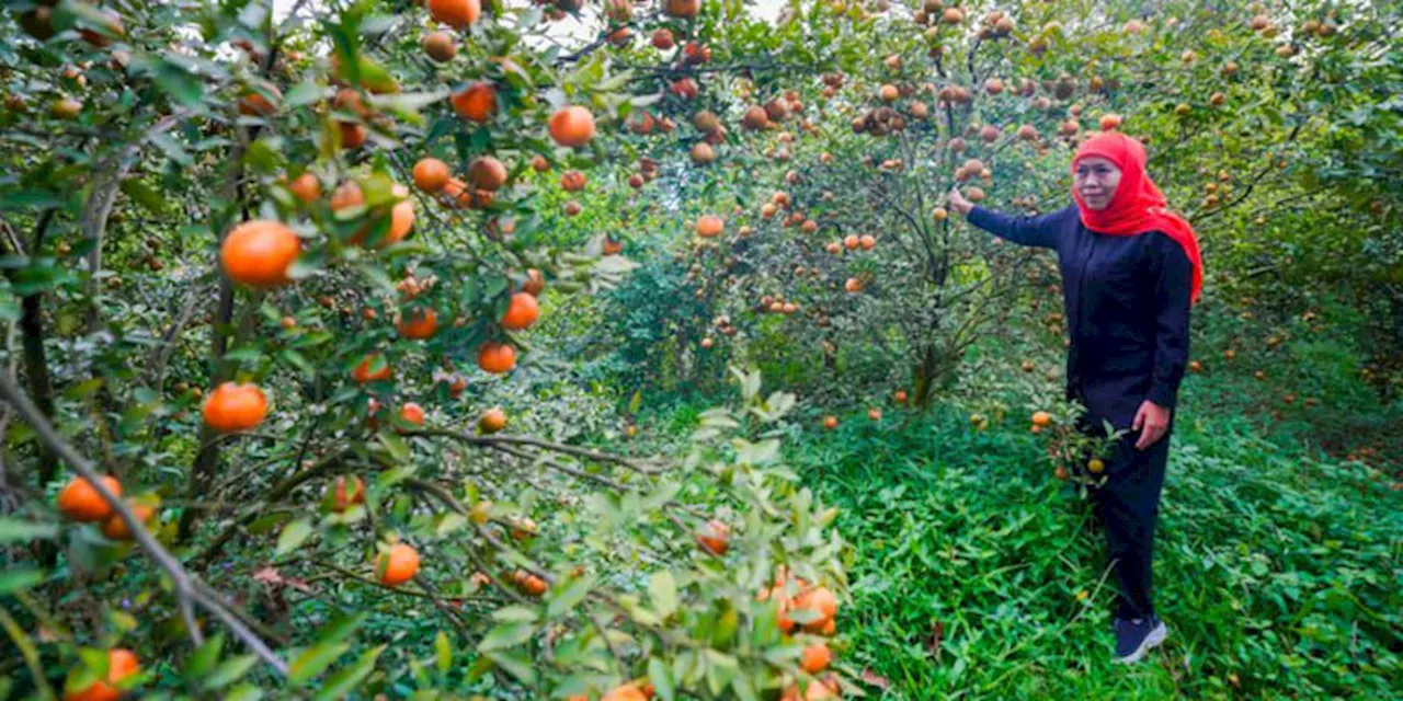 Khofifah Ajak Warga Jatim Perbanyak Konsumsi Buah untuk Bantu Sejahterakan Petani