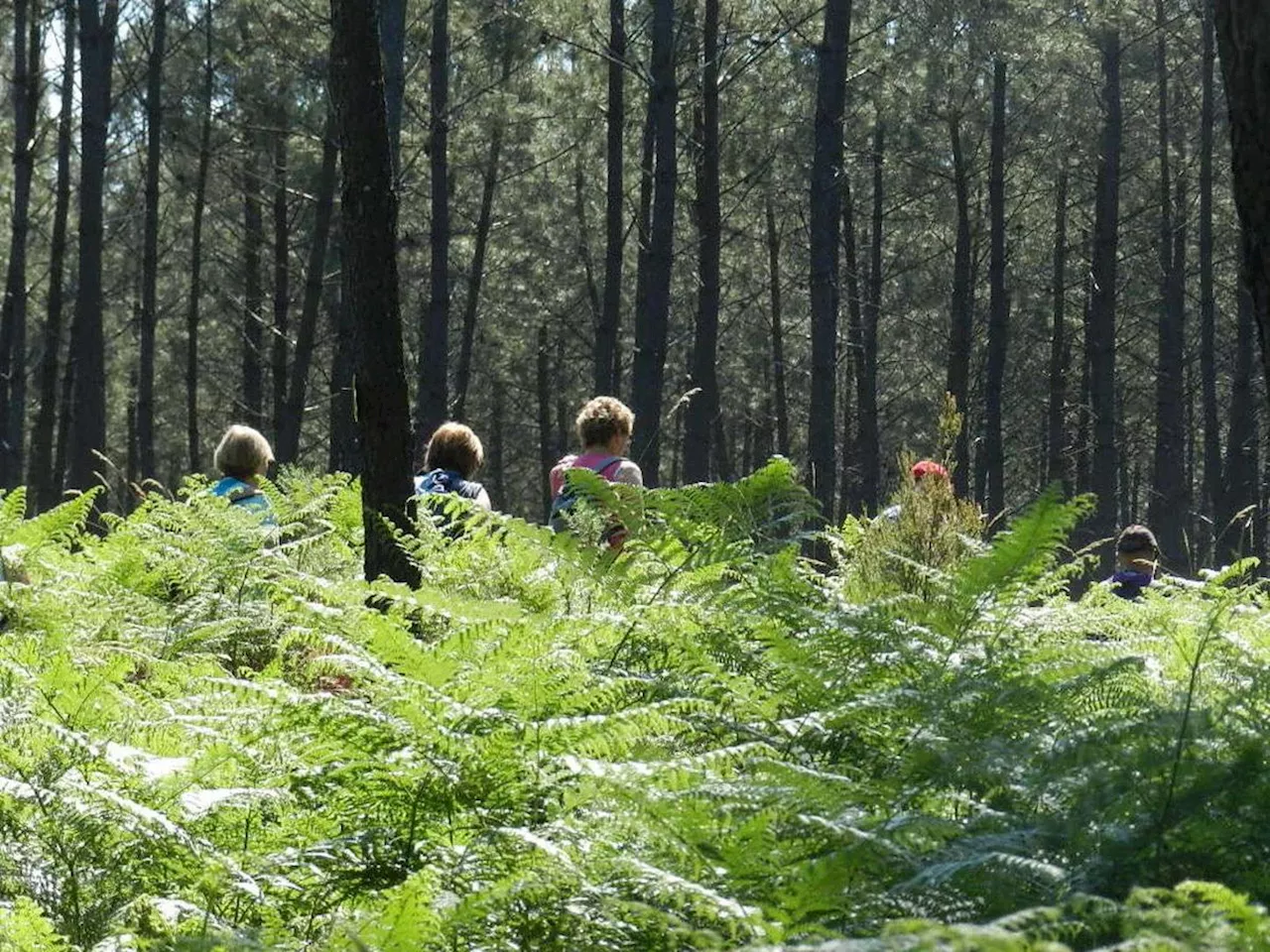 Avis aux Girondins : à quoi ressemblera le paysage de demain sur le Bassin d’Arcachon ?