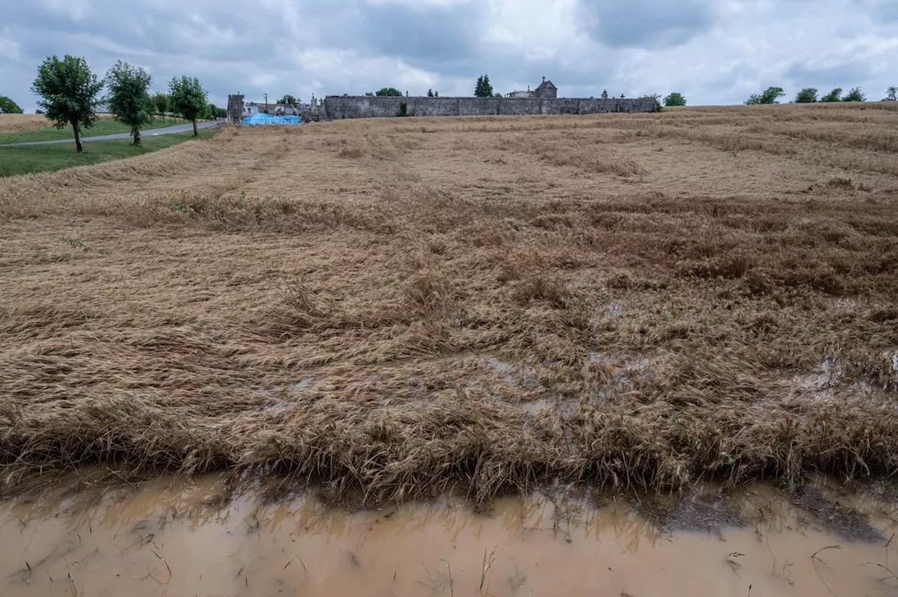 En Charente-Maritime, « une année 2024 à oublier » pour les agriculteurs