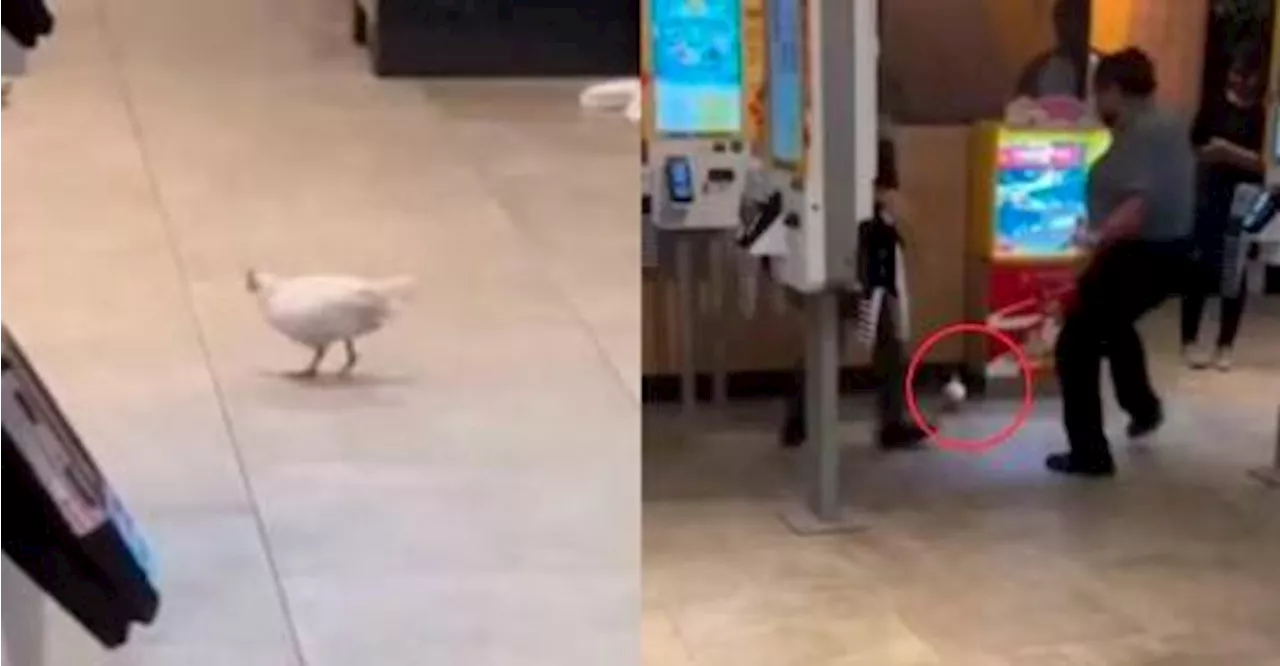 SG McDonald’s staff scramble to catch live chicken