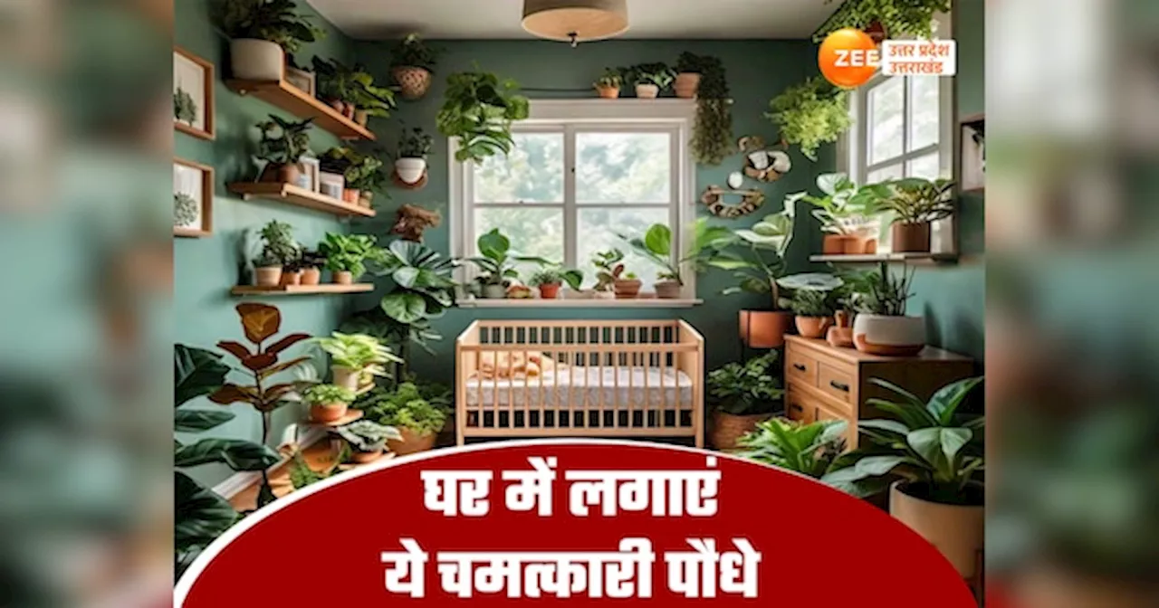 Air purifying indoor plants: प्रदूषण से हैं परेशान? शुद्ध हवा के लिए घर में लगाएं ये सात जादुई पौधे