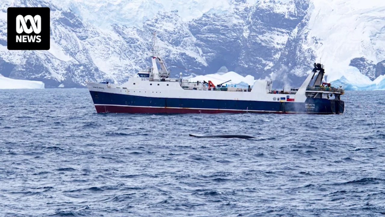 Russia and China block every proposal at Antarctic marine life conservation conference in Hobart