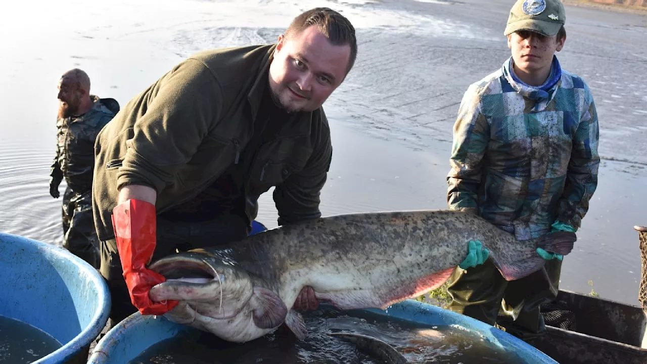 Angler aufgepasst: Hunderte Riesen-Welse in Elbe ausgesetzt