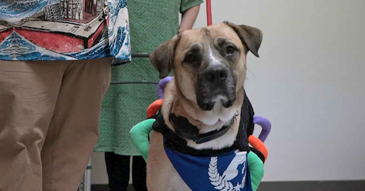 Colorado dog training center hosts 'pawnted house' to get pets ready for Halloween