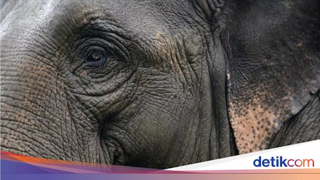 Pilu! Seekor Gajah Liar di PALI Alami Luka Membusuk di Bagian Leher