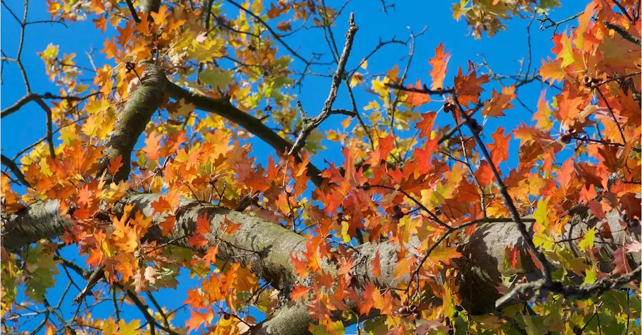 Bis Zu 19 Grad: Nächste Woche Wird Der Herbst Wieder Mild | Wetter