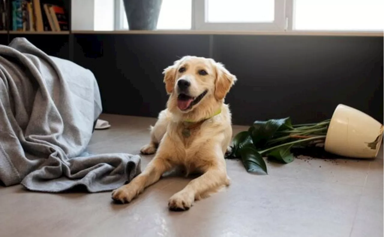 Las consecuencias de dejar a tu perro solo en casa; según educadora canina