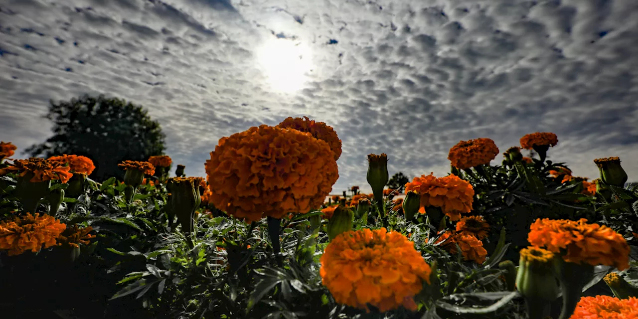 Día de Muertos: Cempasúchil y retos qué enfrenta este 2024