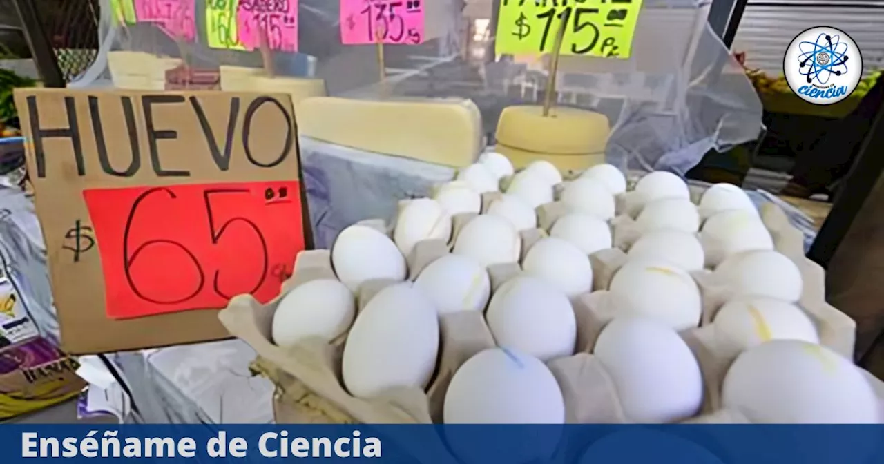 Sube de precio el huevo: PROFECO alerta sobre el aumento de costo de este alimento