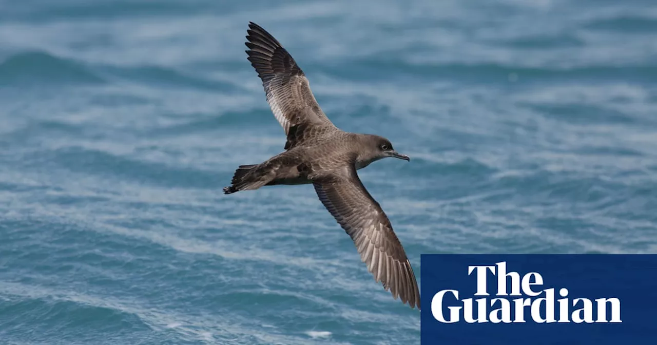 High-flying life of Australia’s birds revealed in new detail – thanks to weather radars