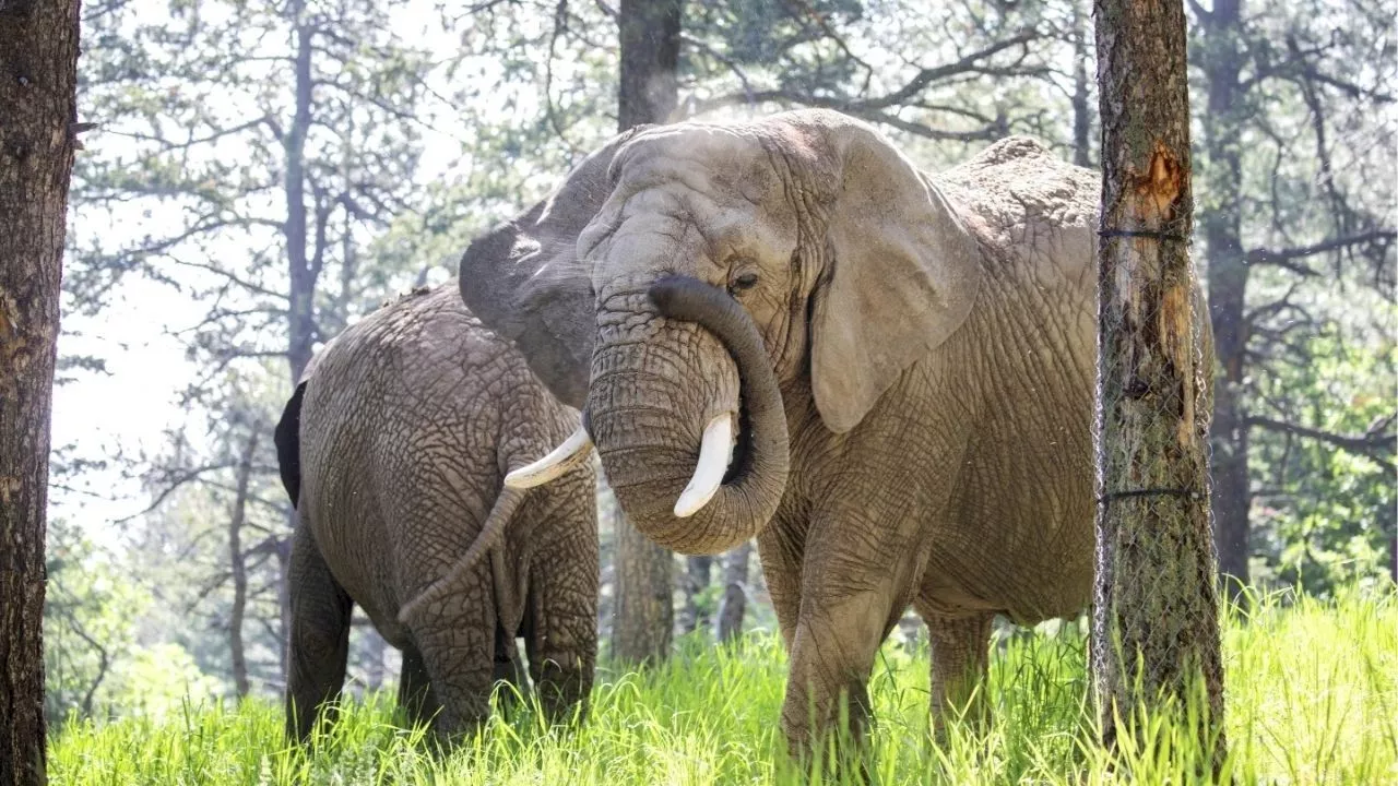 Cinco elefantes podrían ser los primeros animales en demandar a un zoológico para obtener su libertad