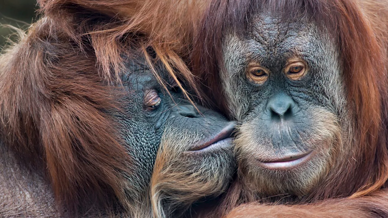 Human kissing could have originated from great apes’ ‘groomer’s final kiss’: Study