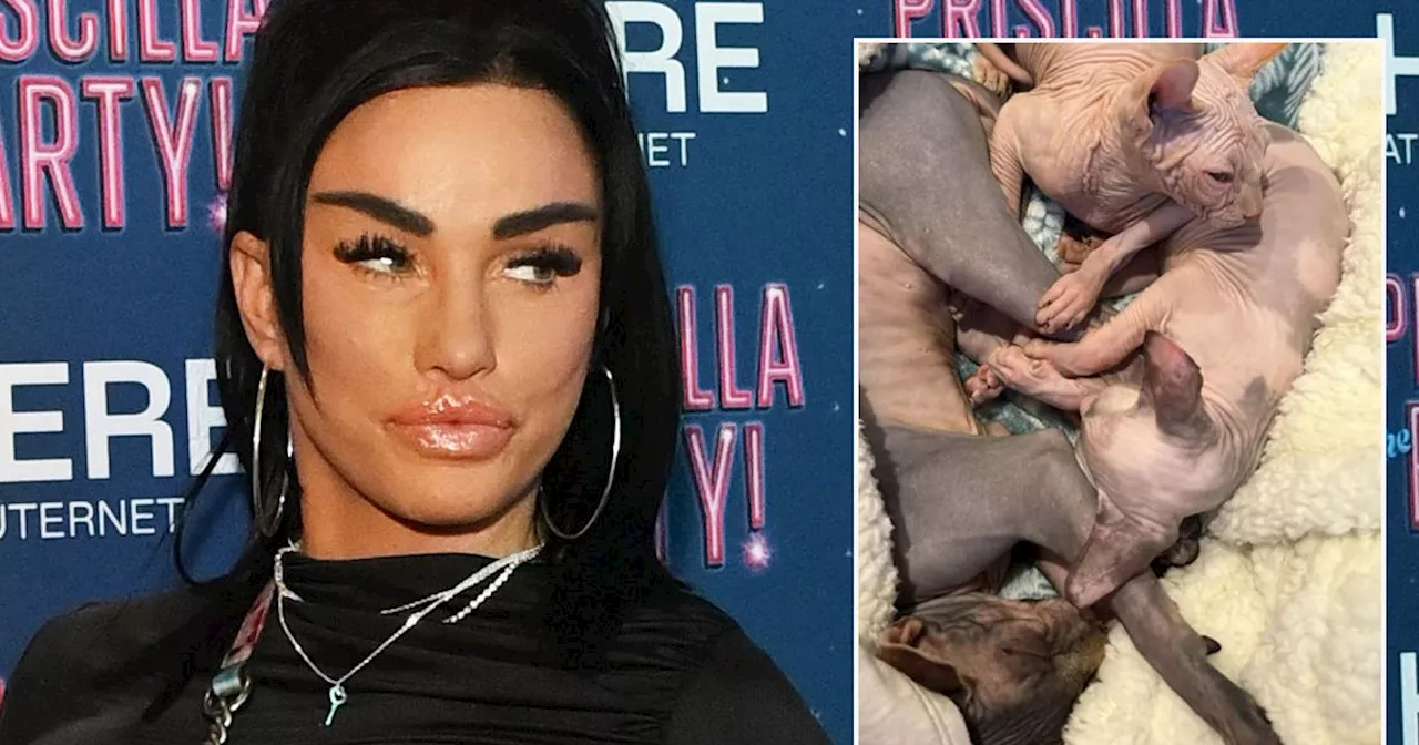 Katie Price boasts about three new Sphynx cats after animal rights backlash