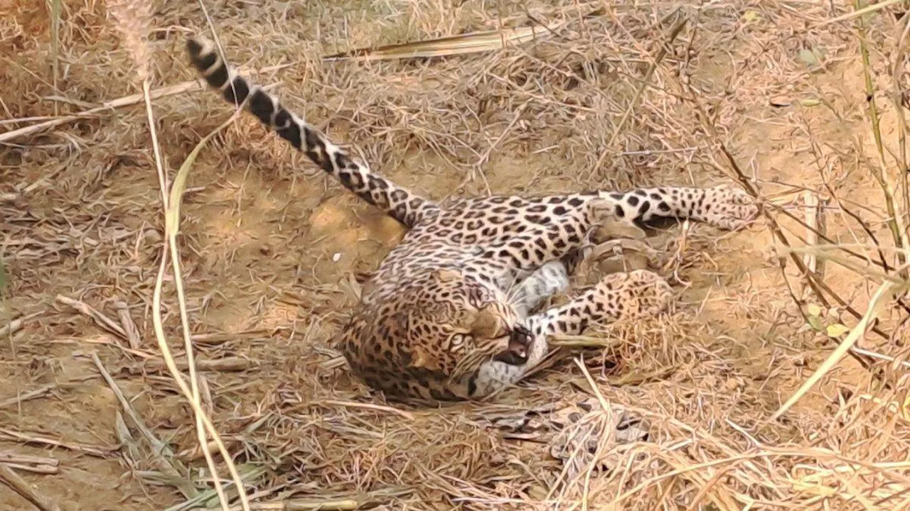 Leopard Rescue In Baghpat: बेहोशी का इंजेक्शन लगते ही दौड़ पड़ा घायल तेंदुआ, मच गई अफरा-तफरी; आठ घंटे चला रेस्क्यू