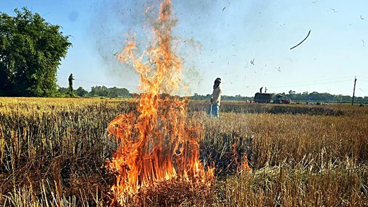 Stubble Burning Cases: दिल्ली में पराली जलाने का टूटा रिकॉर्ड, पांच वर्षों में इस बार सबसे ज्यादा जली पराली