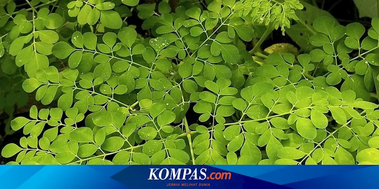 Apakah Tanaman Daun Kelor Bisa Menyuburkan Tanaman Lain?