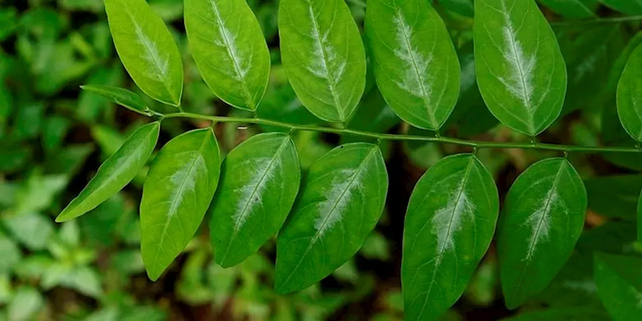 CEK FAKTA: Dharma Pongrekun Sebut Daun Katuk Meningkatkan Produksi ASI ...