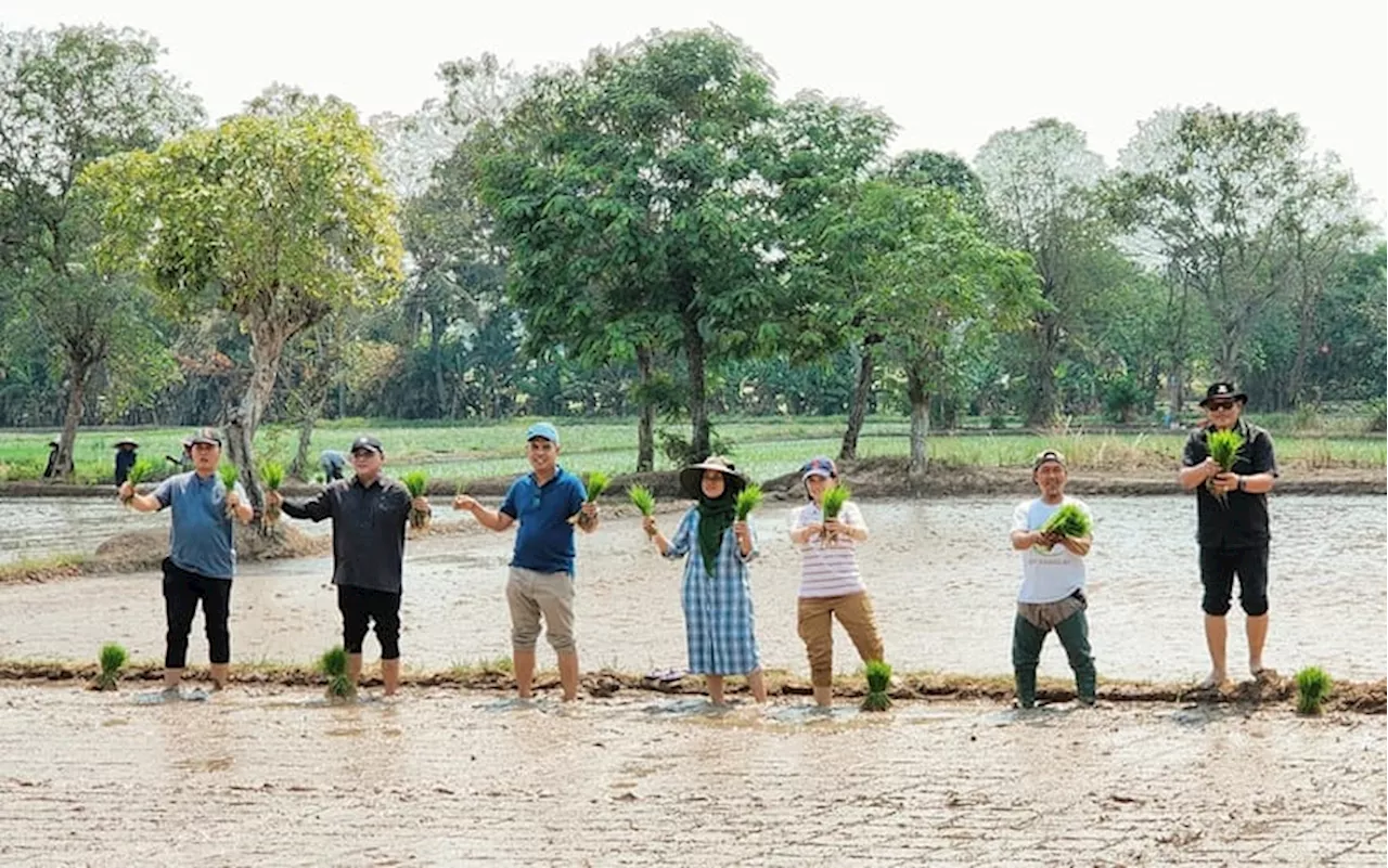 Kementerian Pertanian Dorong Swasembada Pangan Lewat Penanaman Tahap Ketiga di Banten