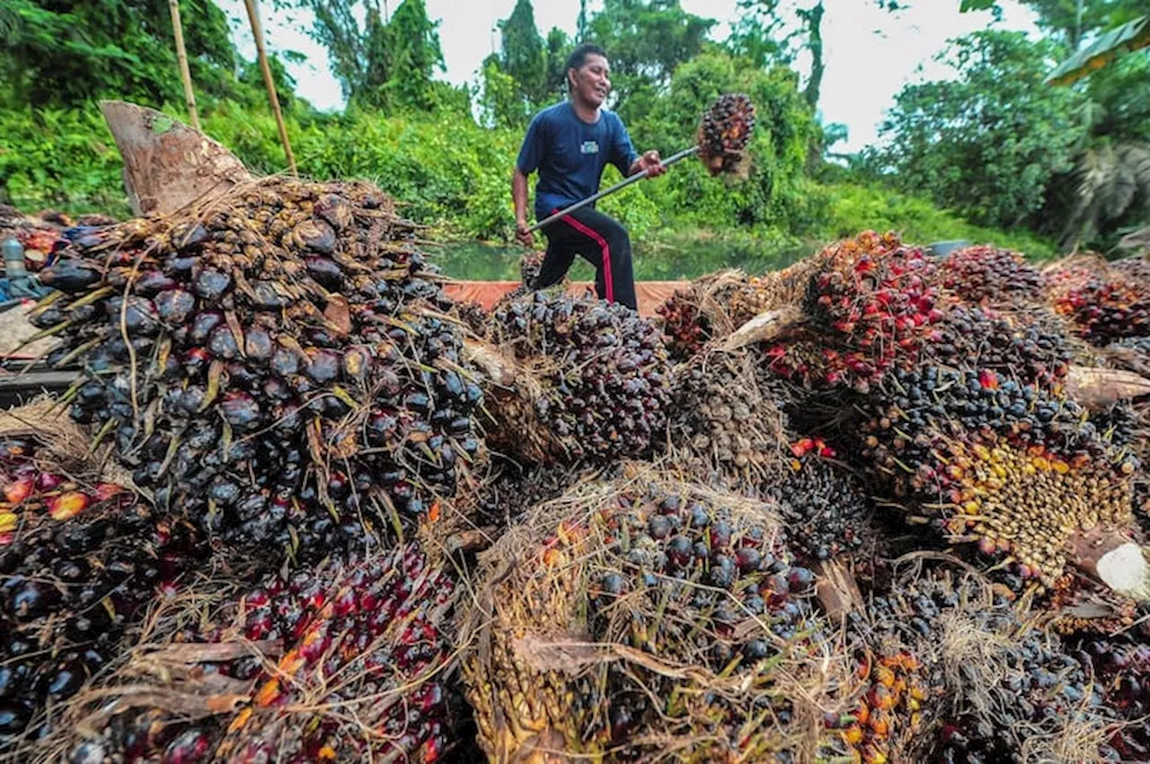 Perpres No 1322024 Resahkan Petani Sawit