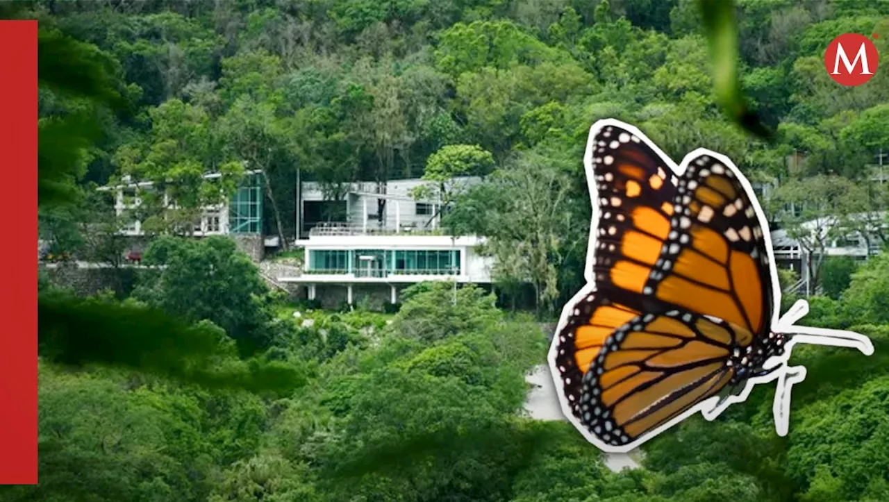 Realizarán el primer festival cultural de la mariposa monarca en la biósfera de El Cielo