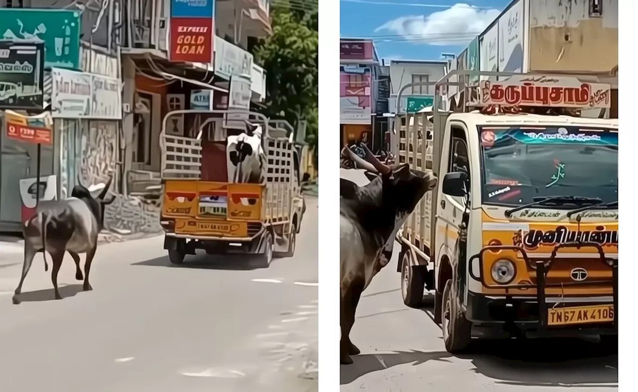 प्रेम की अनोखी मिसाल...गाय को छुड़ाने के लिए बैल करता रहा गाड़ी का पीछा, वीडियो देख लोगों की आंखों से छलक पड़े आंसू