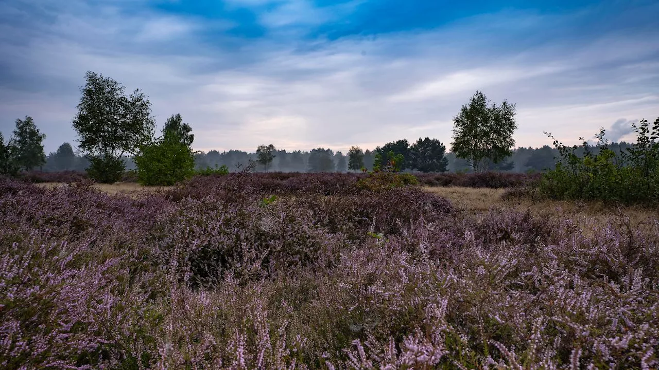 In Markus Thielemanns Roman 'Von Norden rollt ein Donner' spuken Wolf, Geist und ein Öko-Nazi durch die Heide