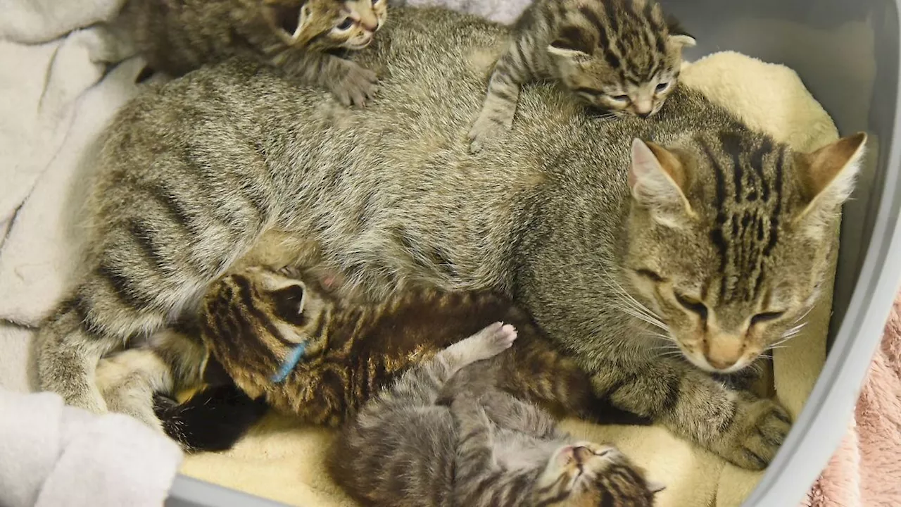 Sachsen: Außergewöhnlich viele Katzenbabys in sächsischen Tierheimen