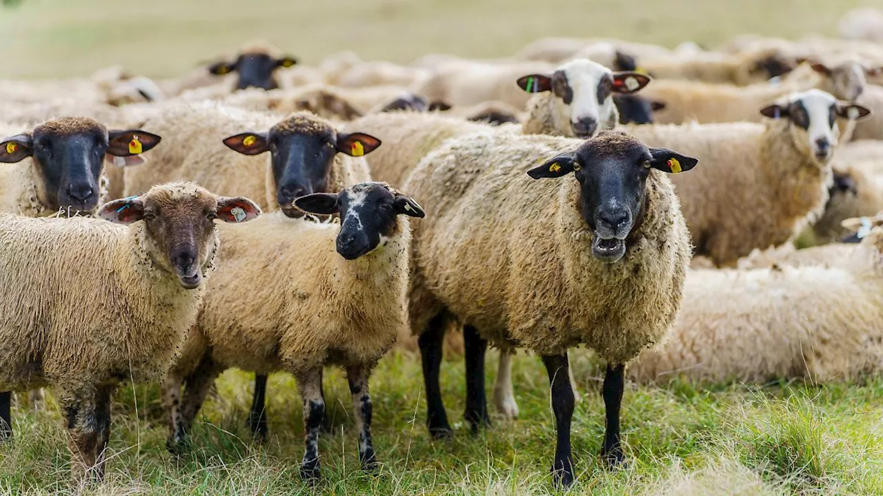 Thüringen: 28 Thüringer Schäfereibetriebe tragen 'Weidewonne'-Label