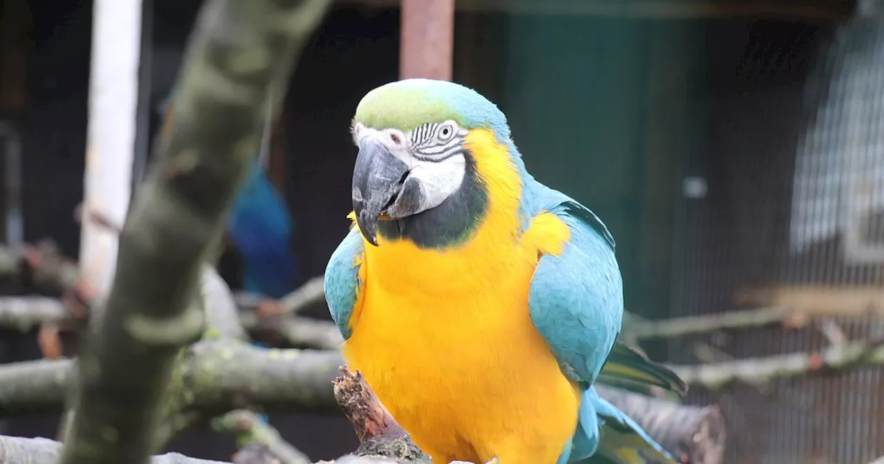 Entflogener Papagei aus Sachsen im Kreis Gütersloh: Zweiter Vogel aufgetaucht