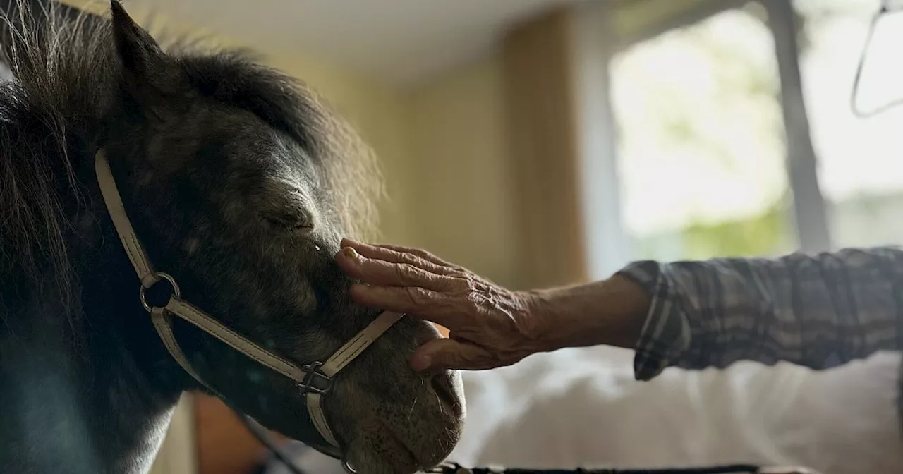 Therapie auf vier Hufen: Das kleinste Pony der Welt besucht Hospiz in Gütersloh