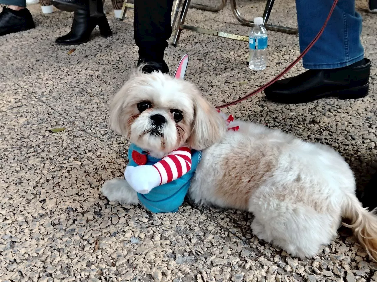 Perritos llenan festival de Día de Muertos en Salamanca con sus bellos disfraces