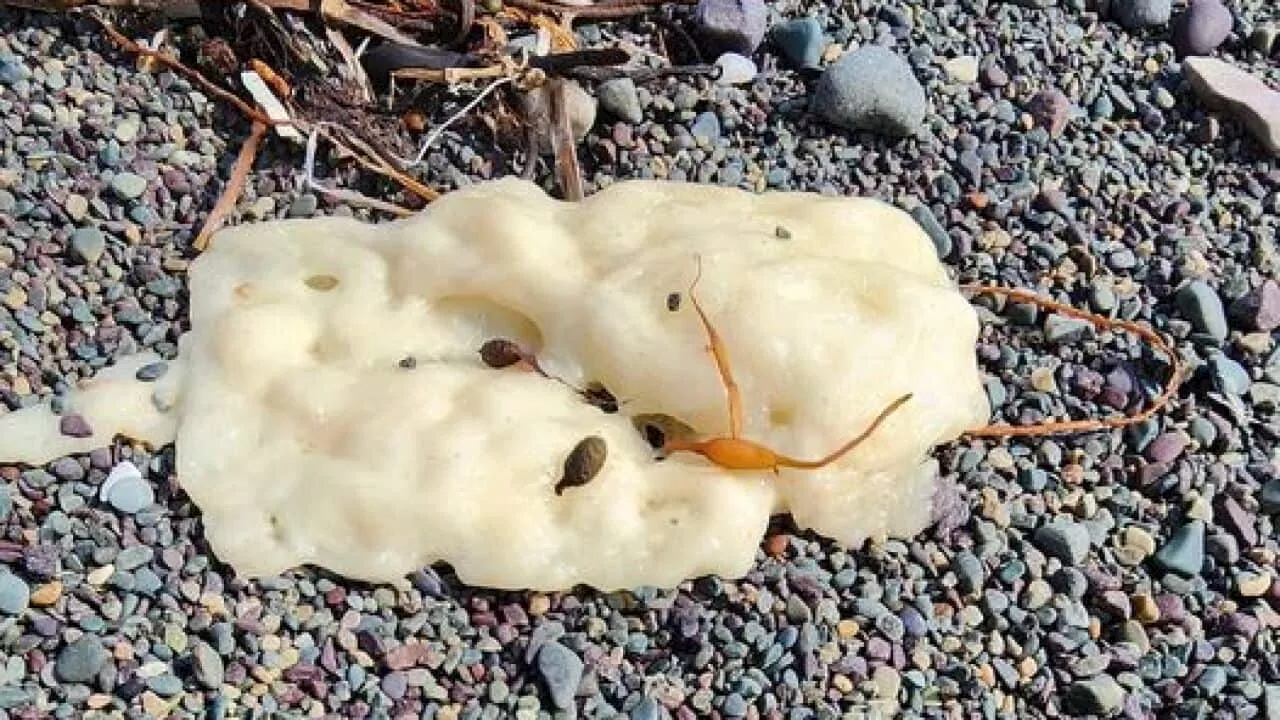 After Sydney's 'mysterious' tar balls, another beach faces a white blob puzzle