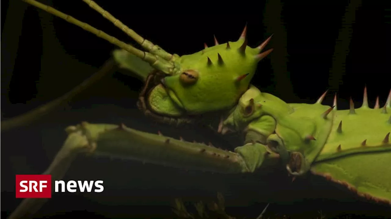 Zoo Zürich eröffnet 2025 begehbares Insektenhaus