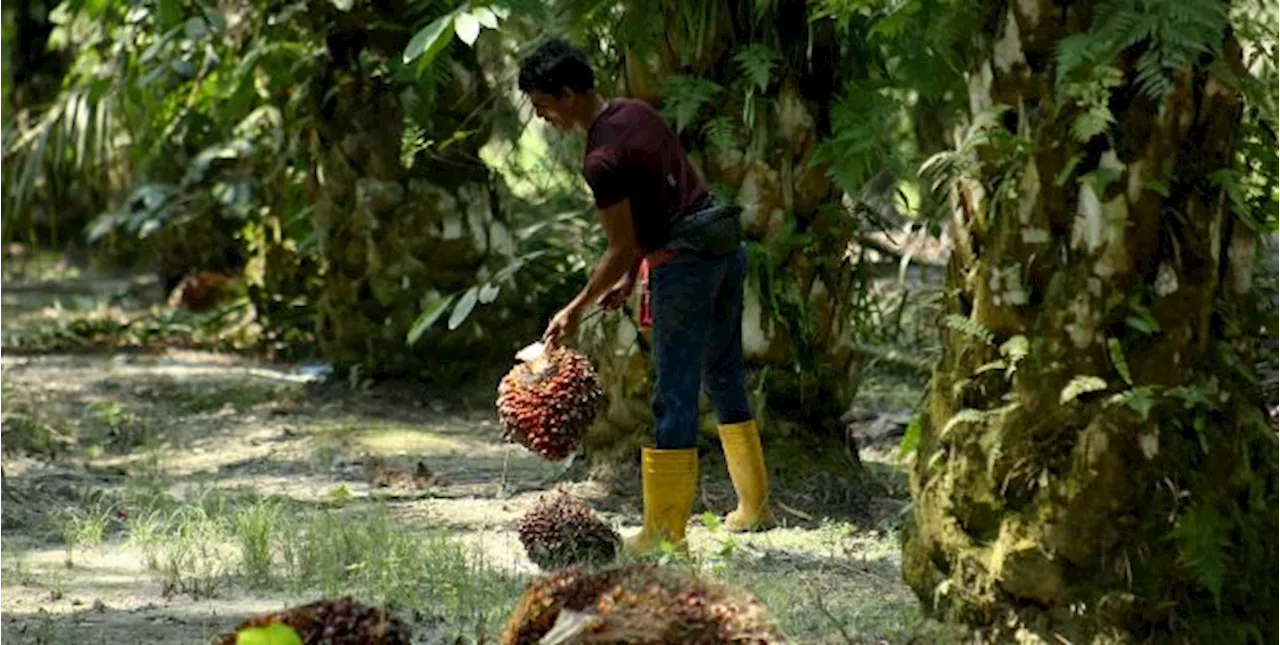 Pemain industri sektor perladangan berdepan kenaikan kos sehingga 18%