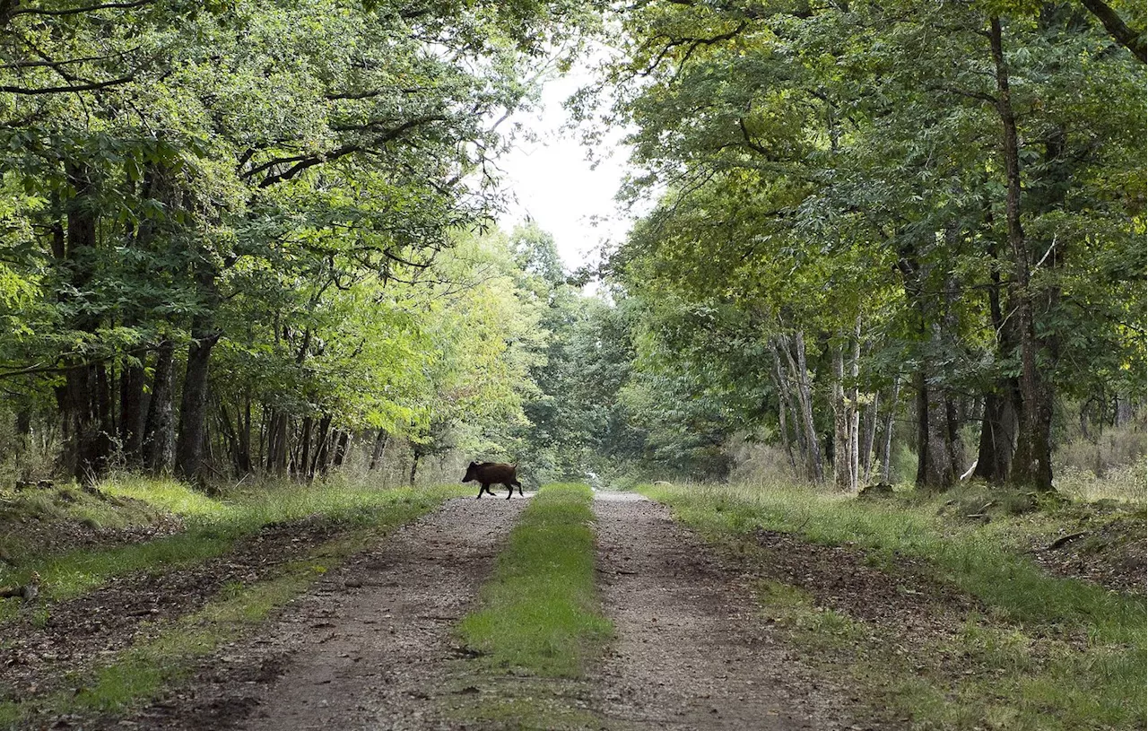 Patrimoine : Quels projets bénéficieront du deuxième Loto de la biodiversité ?