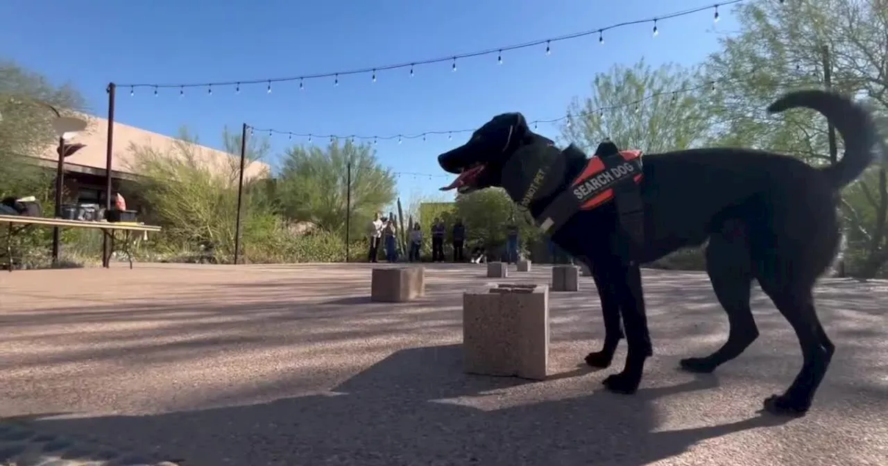 Trained dogs helping researchers search for rare plant in Arizona