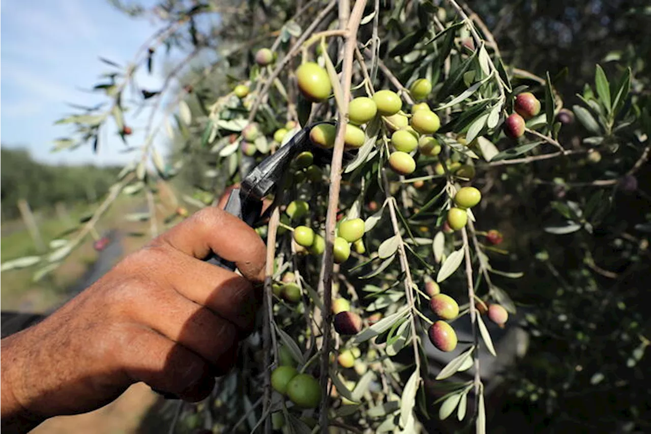 Ue, a luglio raddoppiate le importazioni di olio dalla Tunisia