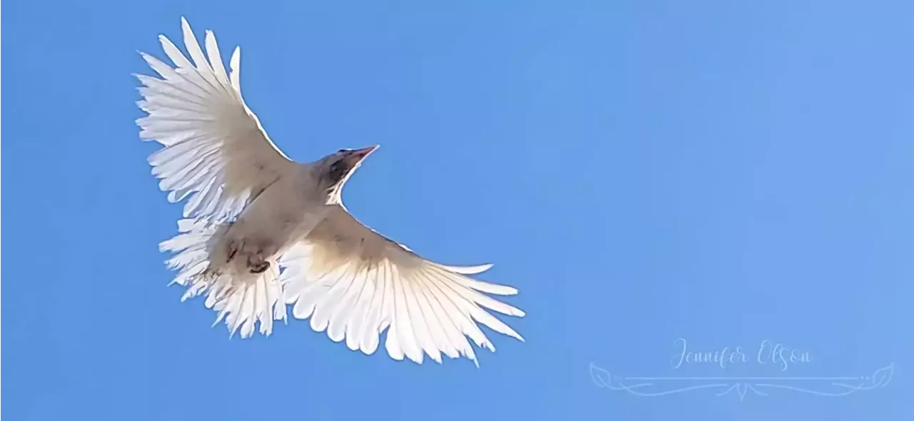 Waiting for a white raven in Spenard