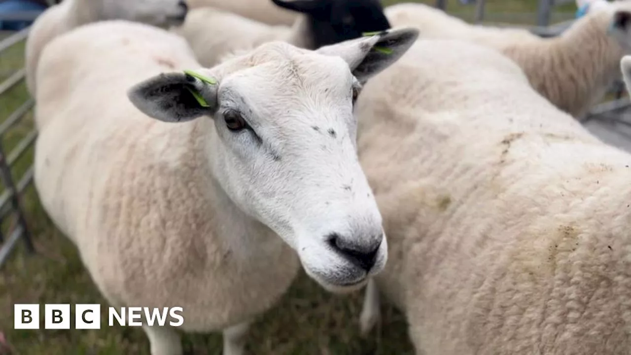 Cornish agricultural show bans livestock over bluetongue fears