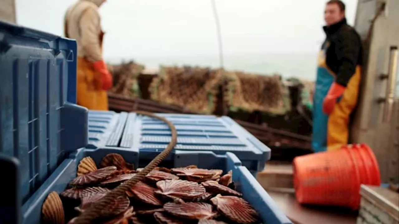 Ouistreham: un bateau de pêche britannique dérouté après avoir pêché des coquilles Saint-Jacques trop...